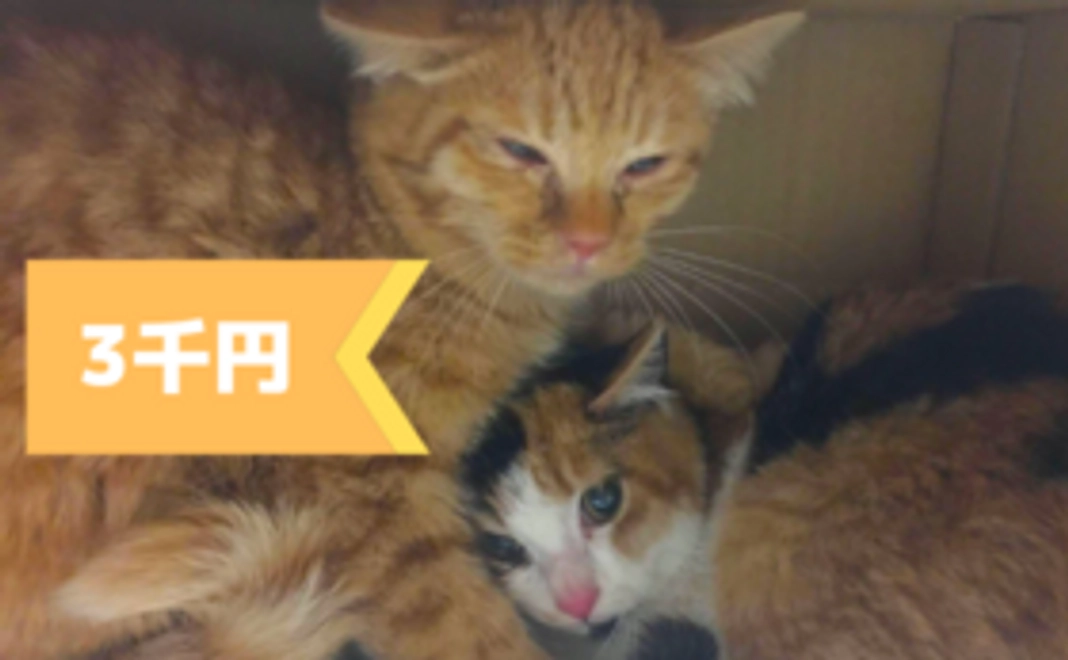 【みなさんの応援が集まって大きな力になります】