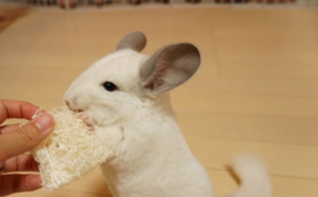 お気持ちコース