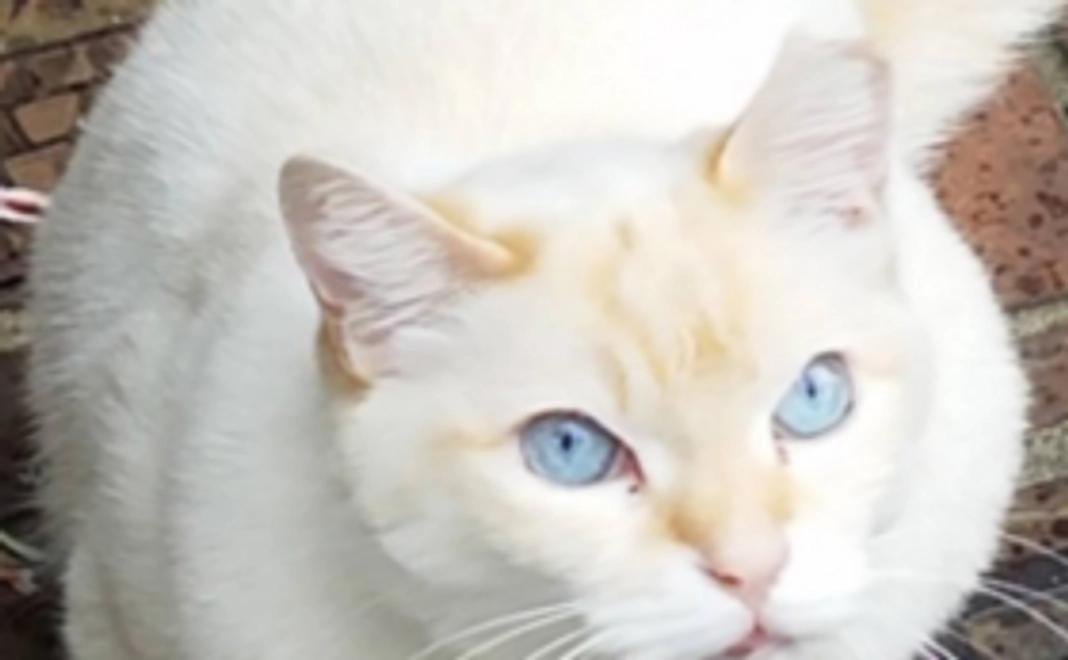 猫ちゃんが安心できるまちづくりを応援！