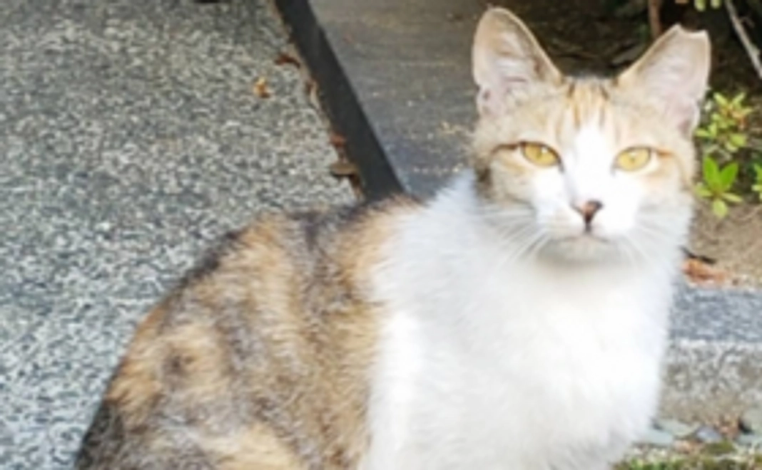 さくらねこTNR活動を応援する！