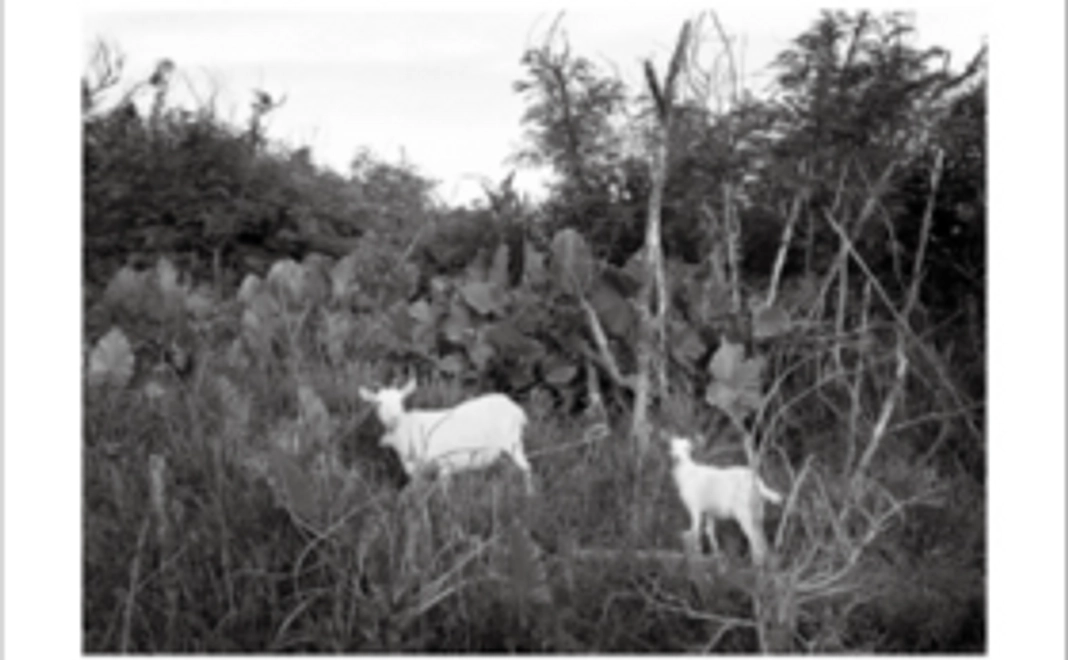 「しっかり応援」ポストカード５枚