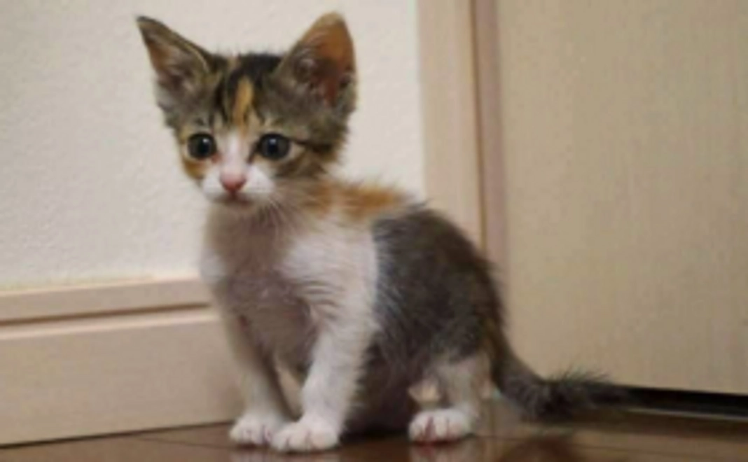 お気持ちコース