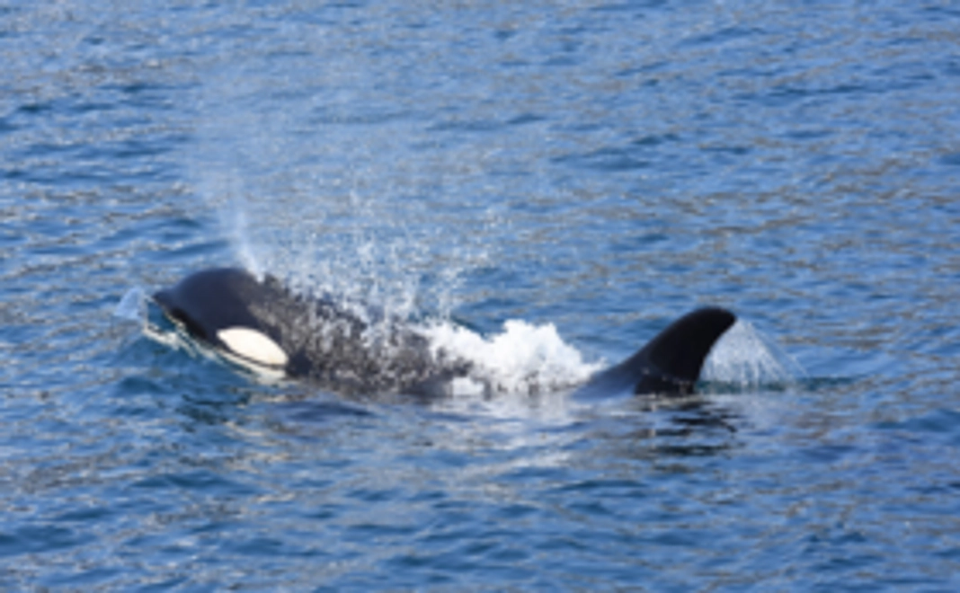 【調査隊員コース！】調査結果をまとめてご報告＋知床のシャチPC画像(3種類)