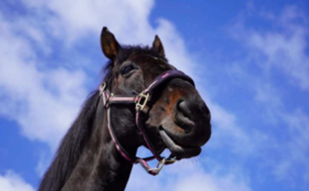 【数量限定】ローズキングダムのたてがみ