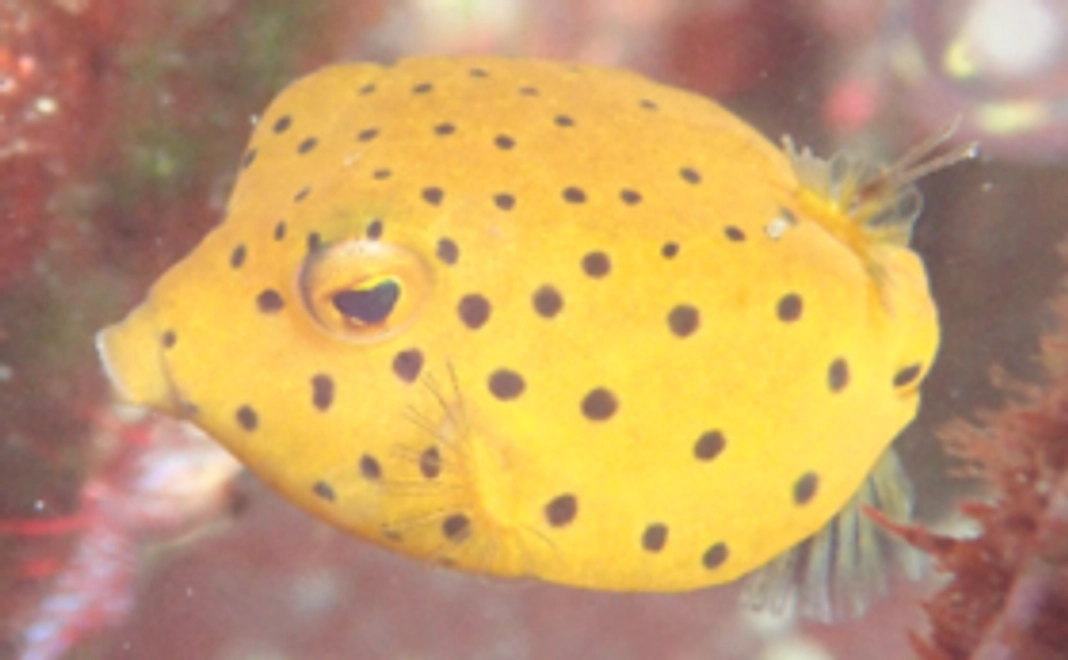 【グッズコース】ポストカードセット