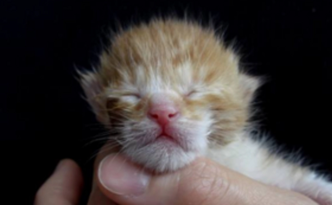 お気持ちコース