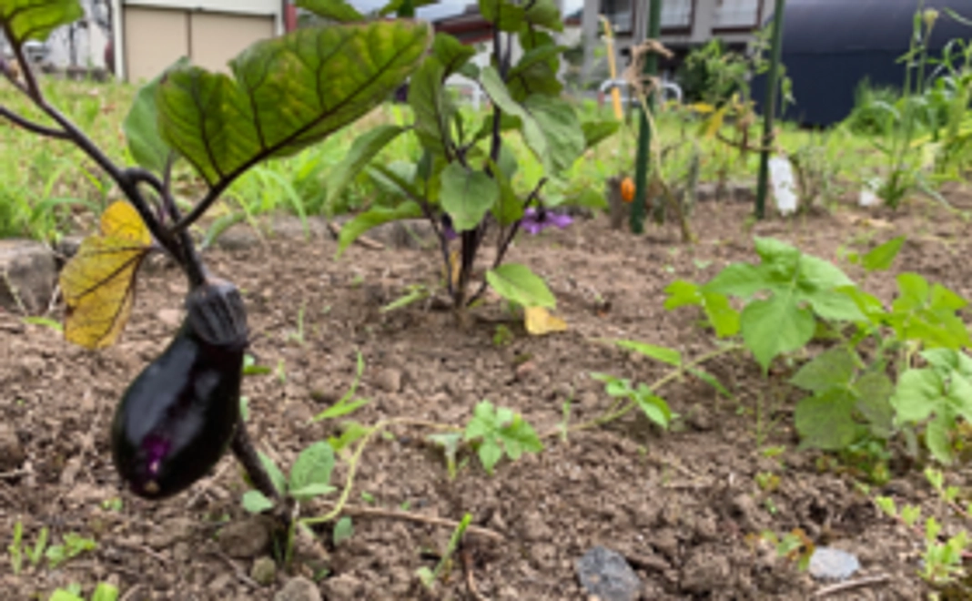 BASEの花壇オーナー権