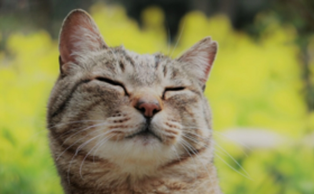 【野良猫ではなく、愛され猫を】どうぶつ基金のこれからに密着