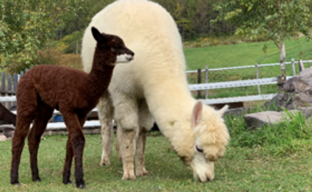 お気持ちコース