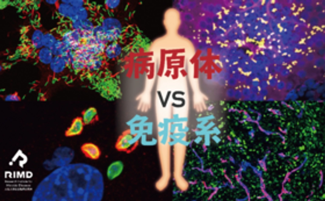 【学生向け】感染症学・免疫学のWEB虎の巻プロジェクトを応援