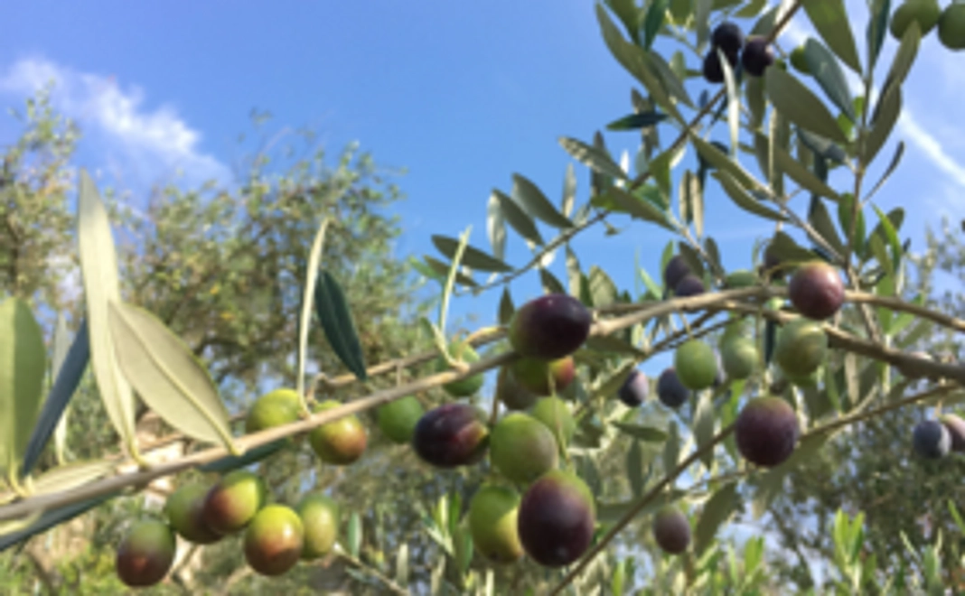 souda!の仲間に！｜souda！オリジナルエコバック