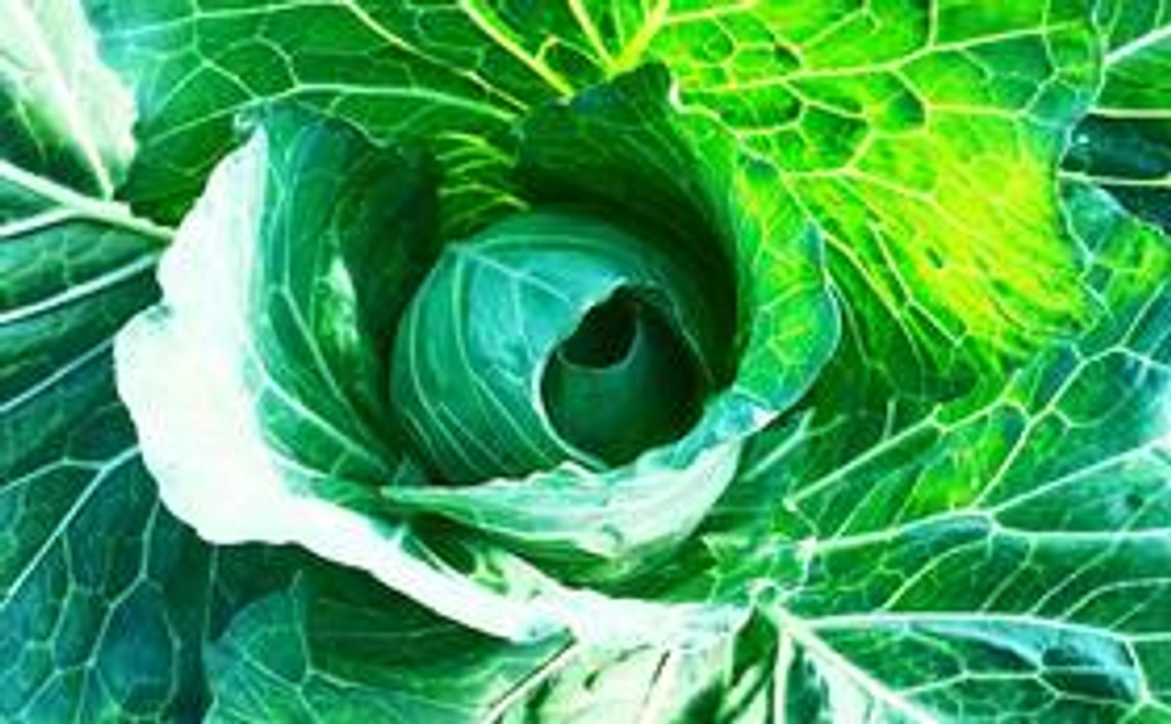 「生き方見本市2019」の会場参加　＋「自然栽培パーティのおすすめセット」