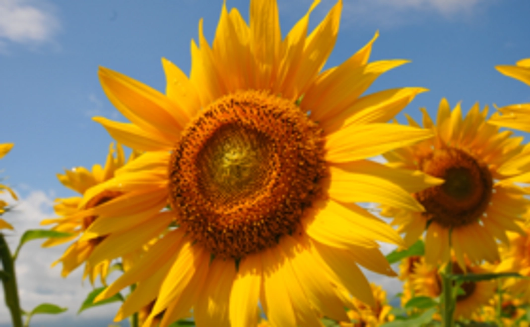 【リターン不要】プロジェクトを全力で応援!