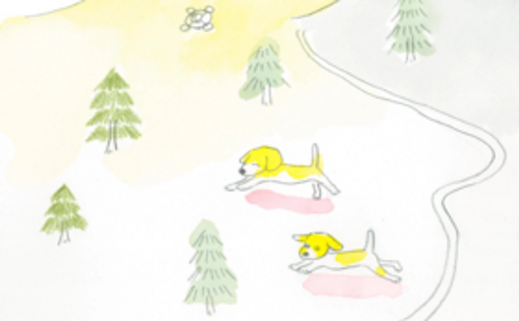 純粋応援コース