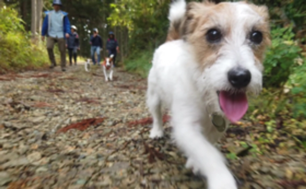 応援＋ワンコの癒しお届けコース