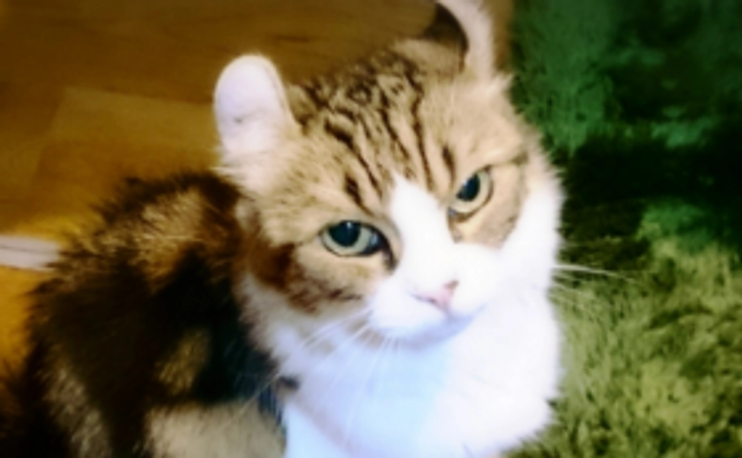 お礼のメールで応援!