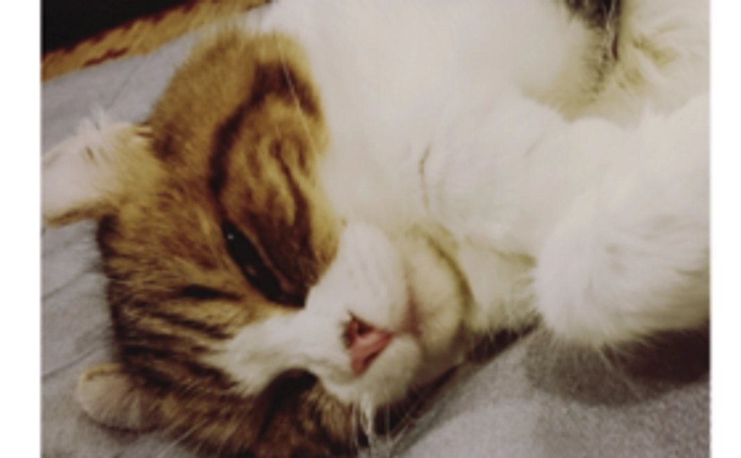 最期まで穏やかに過ごせるように。猫の介護服実現を応援!