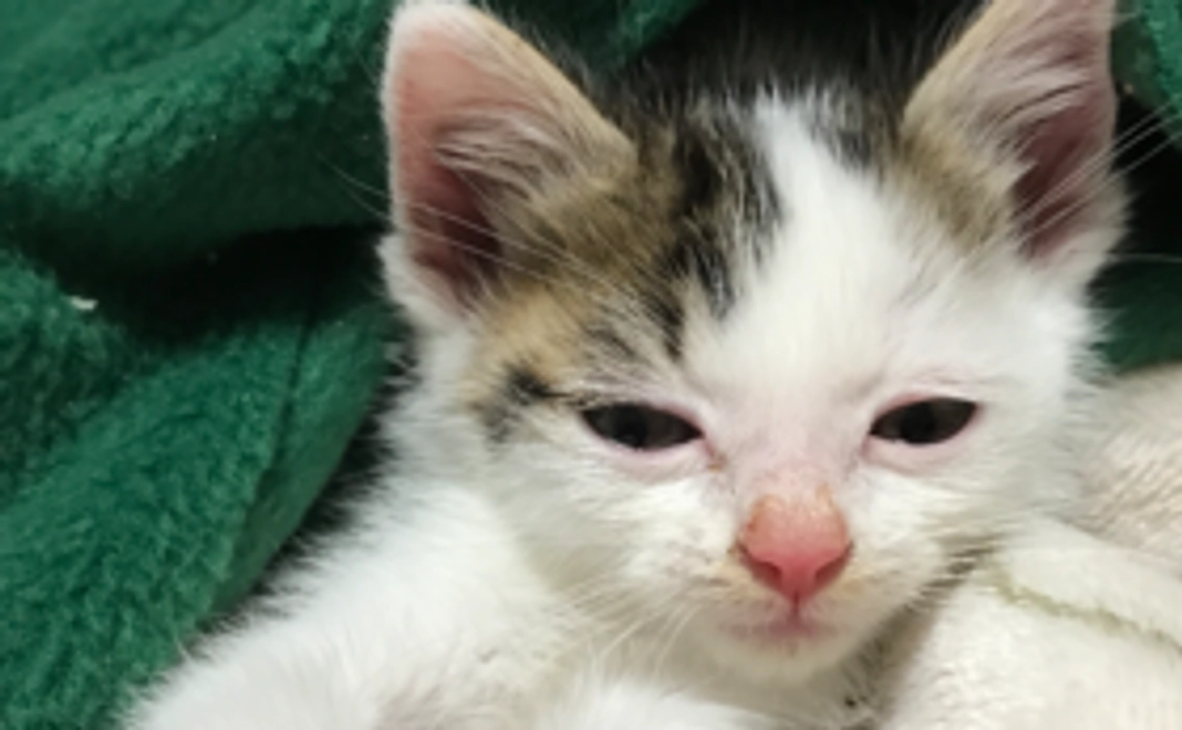 【返礼品不要】 絶対達成して欲しい