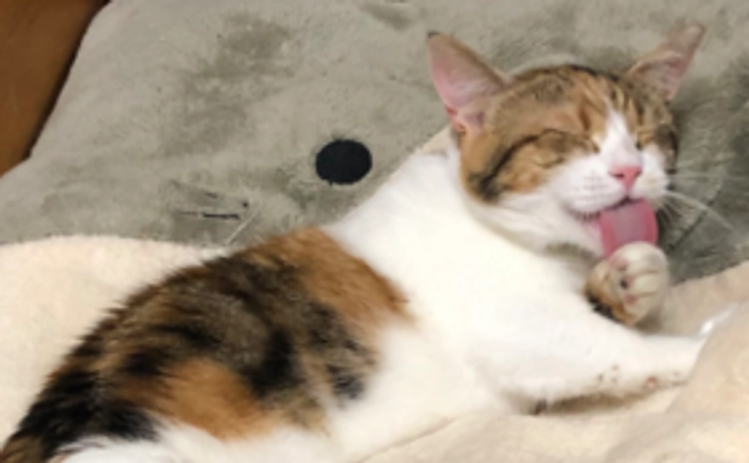 ＜リターン不要の方向け＞全ての猫の幸せのために