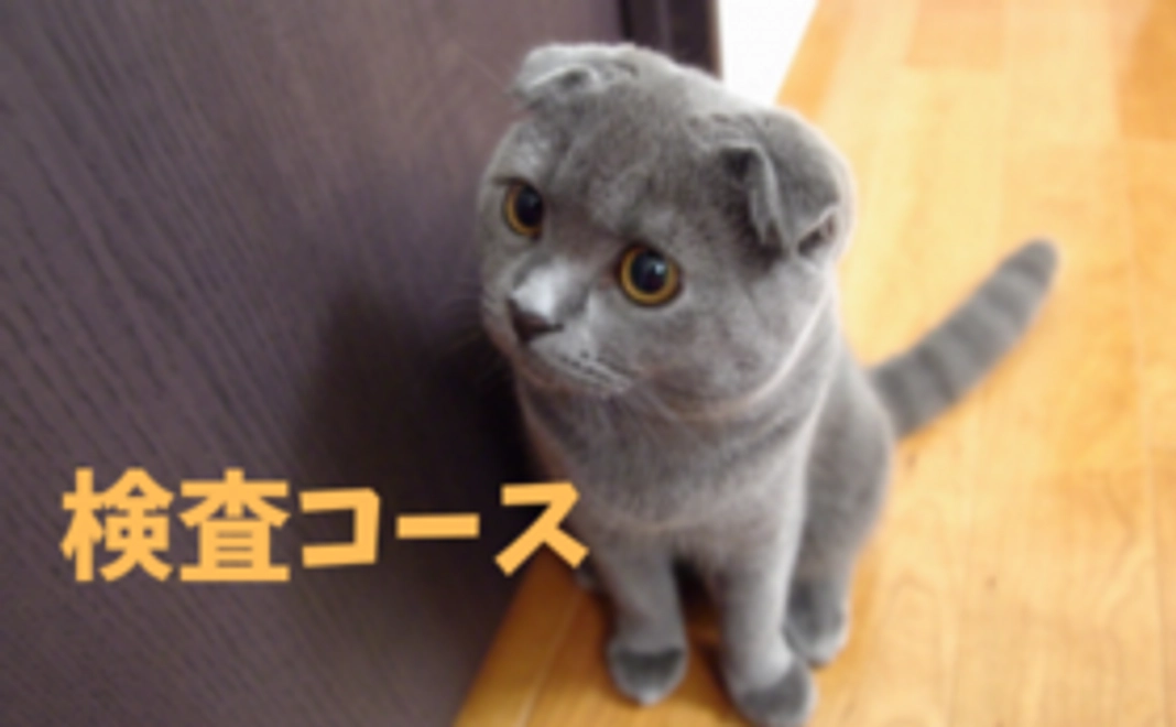 【検査コース】大切なかぞく:スコティッシュフォールドの遺伝子検査