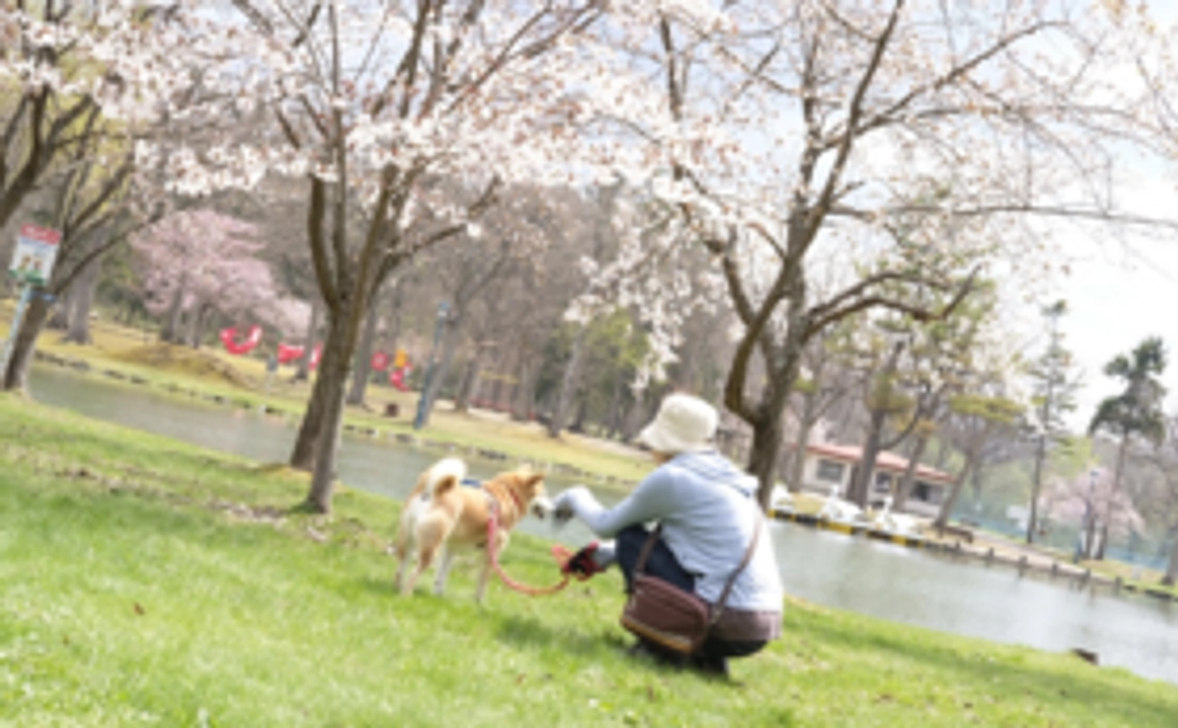 A. 大平撮影「写心」のポストカード