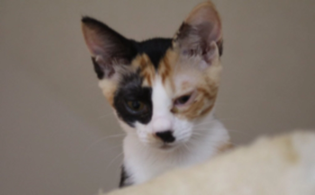 くすのきの活動をしっかり応援コース