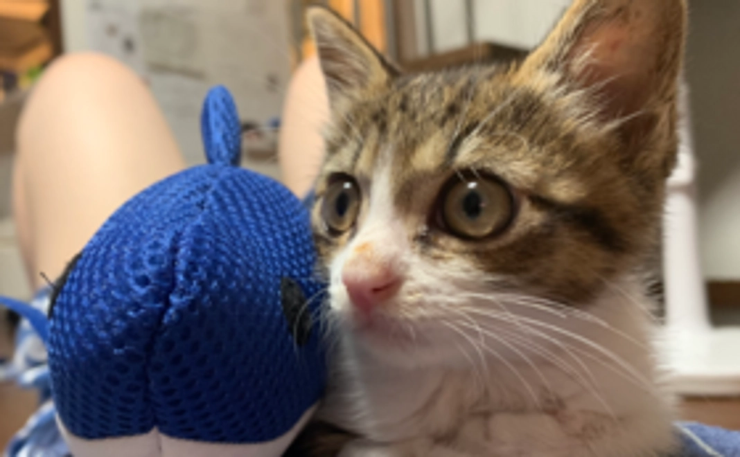 むぎちゃんファイト！！