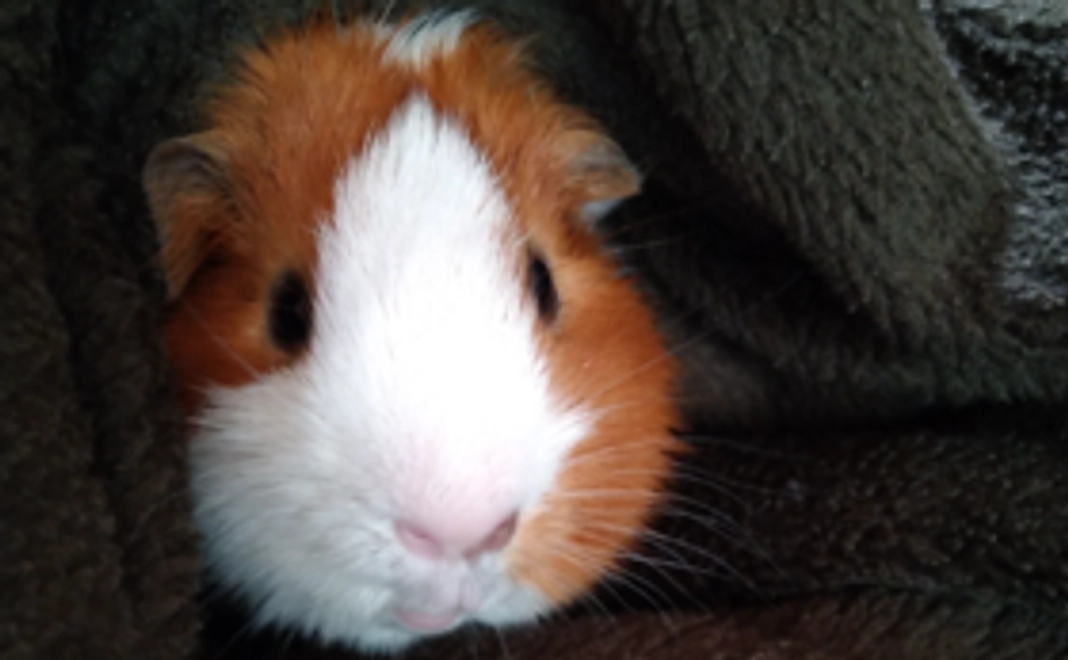 元気だったころのモルモットの写真&お礼のメッセージ