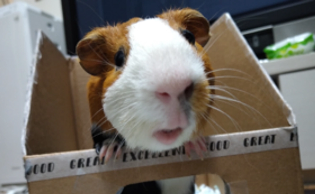 元気だった頃のモルモットの写真