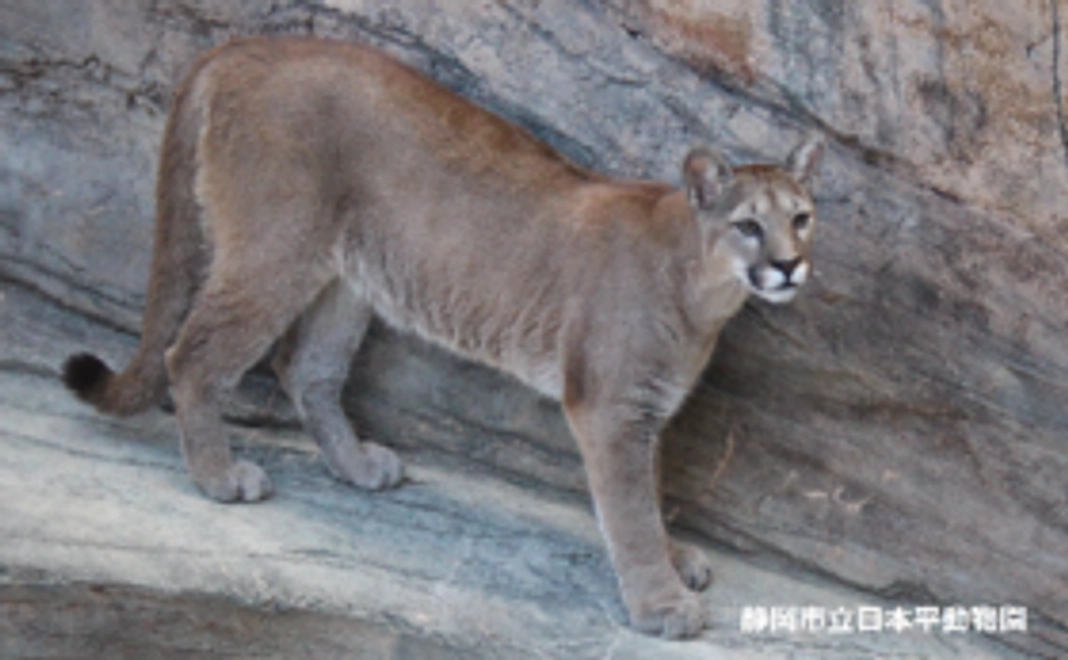 ピューマ新ペアおめでとう！応援コース