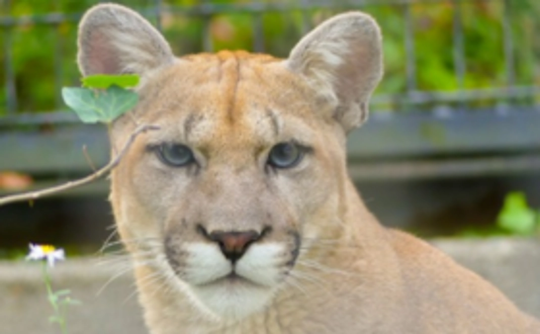 ピューマ新ペアおめでとう！エサやりガイドコース