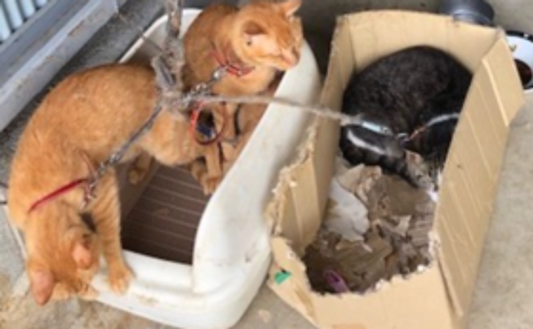 虐待に負けるな、ニャンコ!まず体を回復させてね❕❕