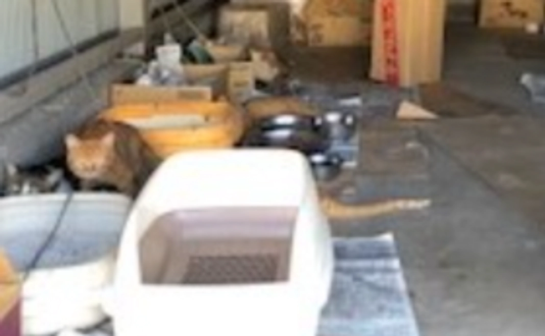 頑張れにゃんこ!体に良いものたべて❕