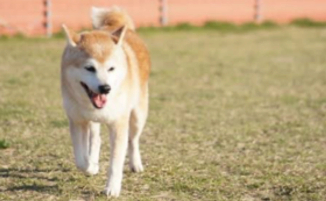 ペットホテルご利用２日券（Mサイズ）