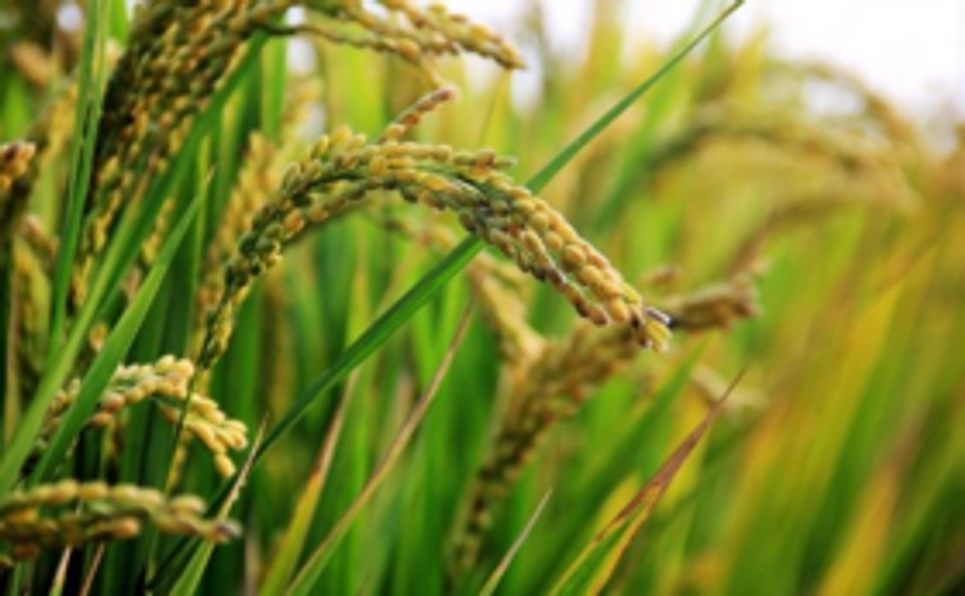 【数量限定 ドローダウン応援セット】書籍『ドローダウン』+かおるさん家の新米2キロ(無施肥・無農薬・化石燃料不使用)