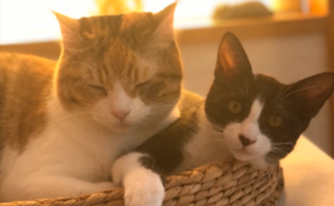 全力応援コース3000円