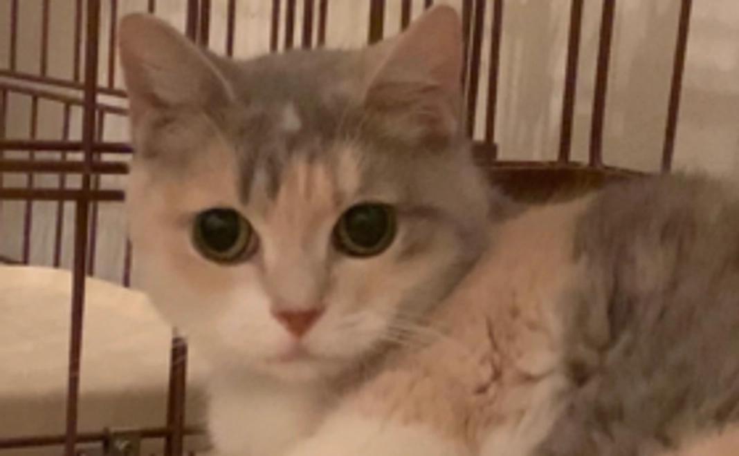 【税額控除対象】殺処分ゼロを目指すご支援プラン　猫ちゃんにお気持ちコース