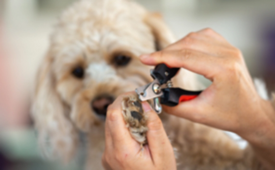 わんちゃん用　プチお手入れ(爪切り)通い放題コース(6,000円相当)