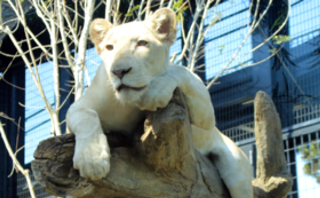 A|【豪華なリターンはご不要な方へ】1万円応援コース