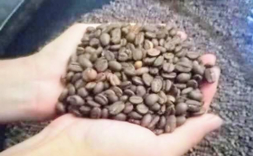 【買って応援！】カメルーンコーヒーA