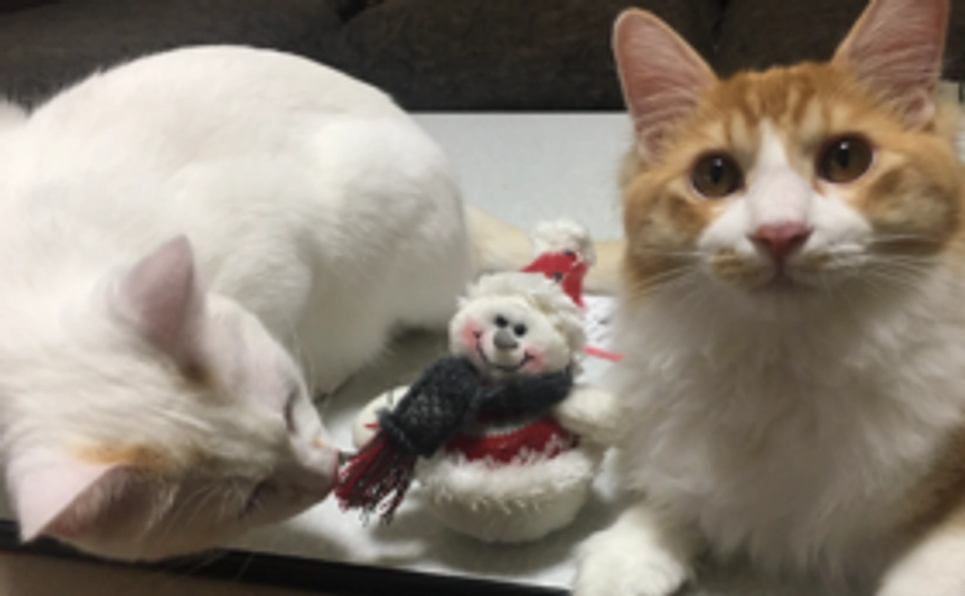 猫たちのポストカードお渡し致します☆