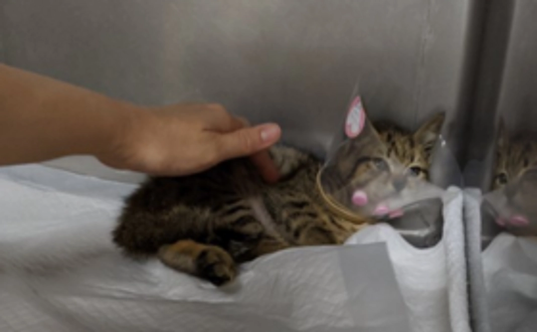 ラッキーがんばれ!