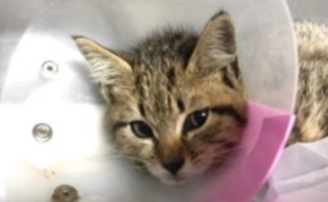 ラッキー応援してるよ!