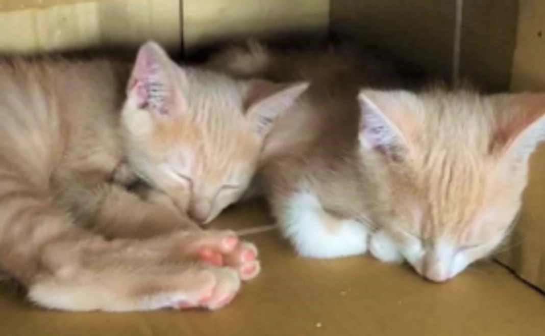 3０００円コース