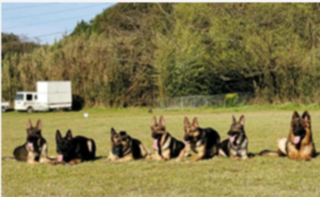 災害救助犬・警察犬訓練の様子など収めた画像をお送りします!