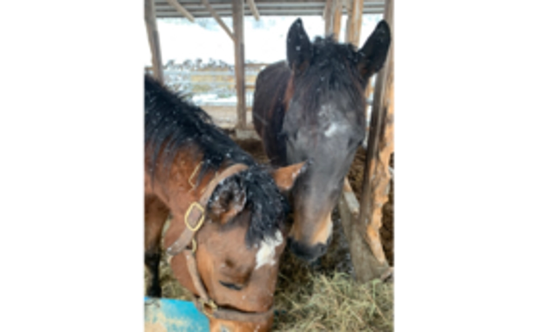 【3千円】肥育場から1頭でも多く馬を救い出すために。全力応援コース