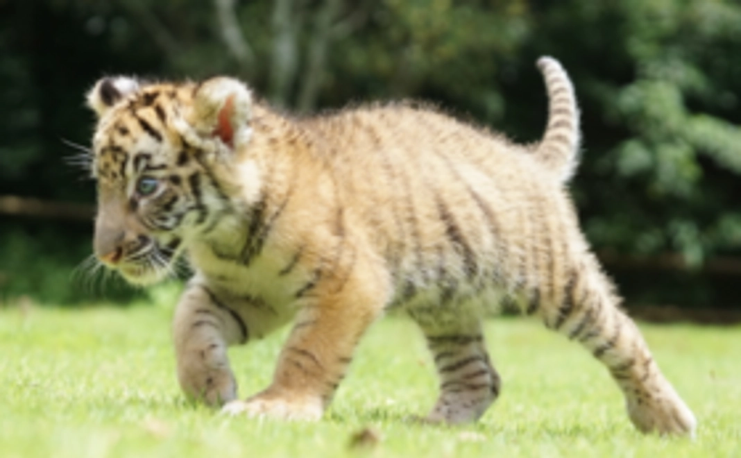 A|スタンダードコース