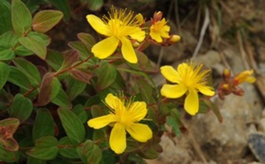 【1万円：応援コース】チョウを守り、自然を守る。