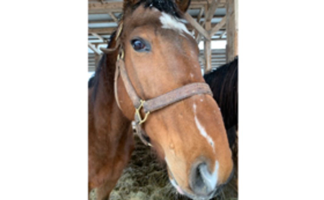 【1万円】肥育場から1頭でも多く馬を救い出すために。全力応援コース