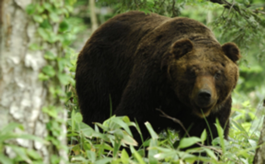 【3千円】ベア・マウンテンサポーターコース|エゾヒグマの未来をともに考える仲間に